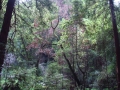 Muir Woods